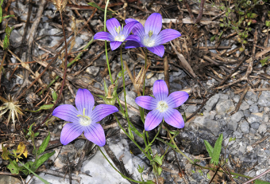 Dalla Grecia: Campanula da det/conf.